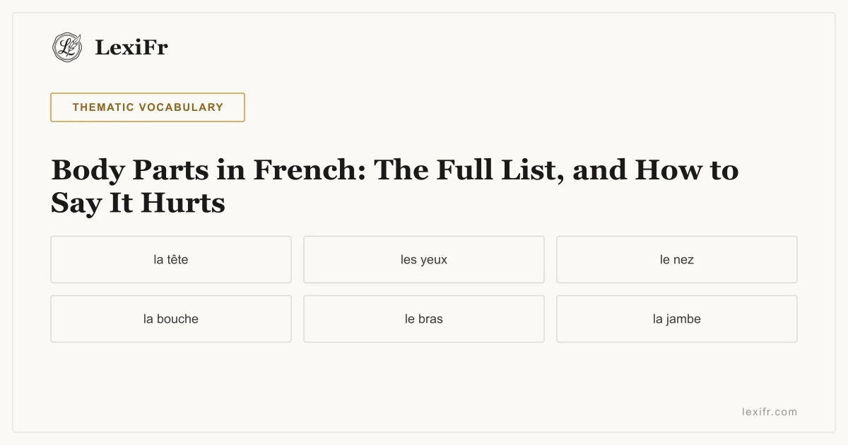 Body Parts in French: The Full List, and How to Say It Hurts - article illustration