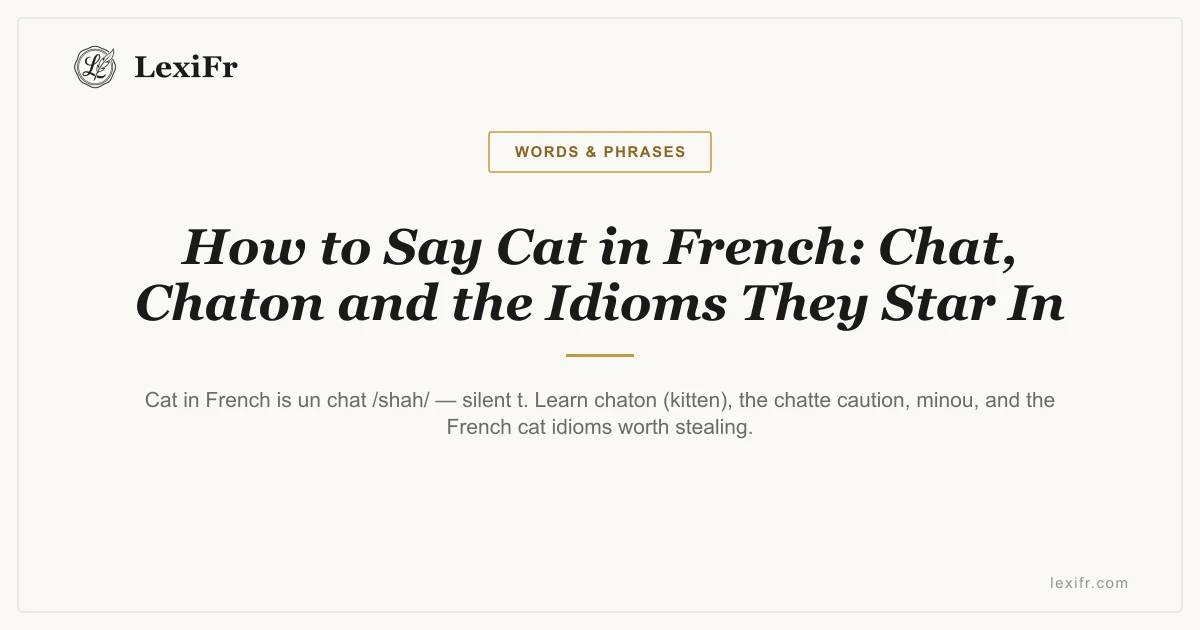 How to Say Cat in French: Chat, Chaton and the Idioms They Star In - article illustration