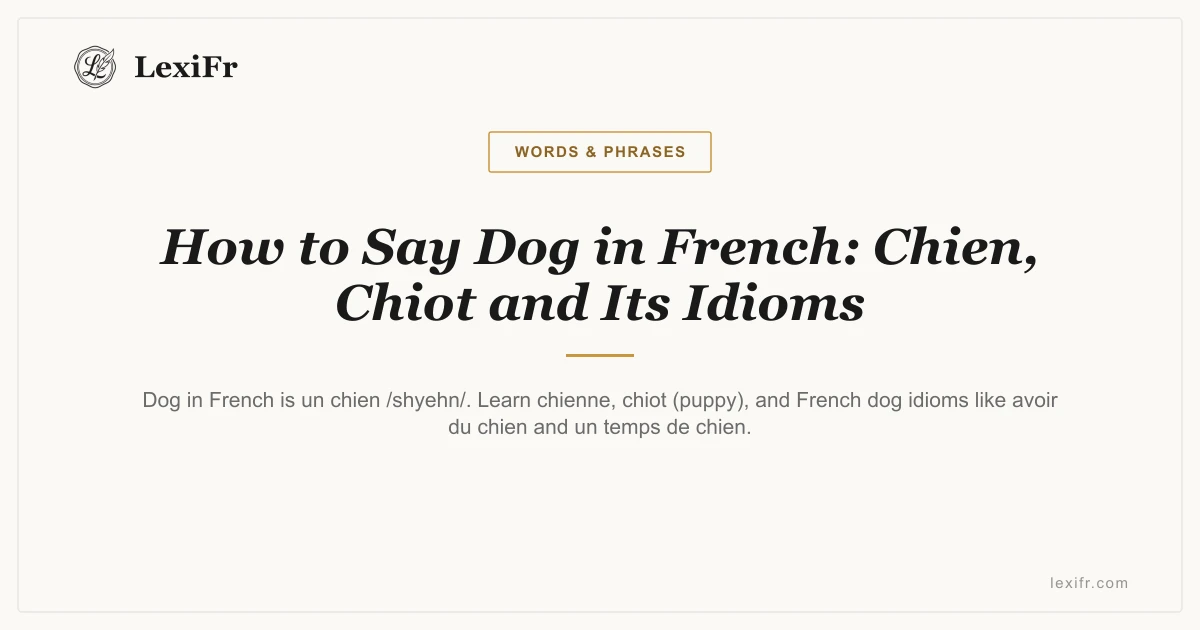 How to Say Dog in French: Chien, Chiot and Its Idioms - article illustration